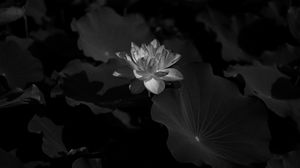 Preview wallpaper lotus, water lily, bw, flower, dark