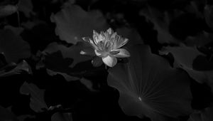 Preview wallpaper lotus, water lily, bw, flower, dark