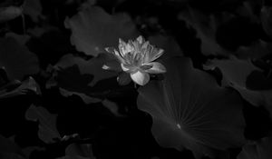 Preview wallpaper lotus, water lily, bw, flower, dark