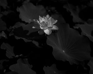 Preview wallpaper lotus, water lily, bw, flower, dark