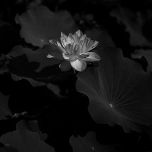 Preview wallpaper lotus, water lily, bw, flower, dark