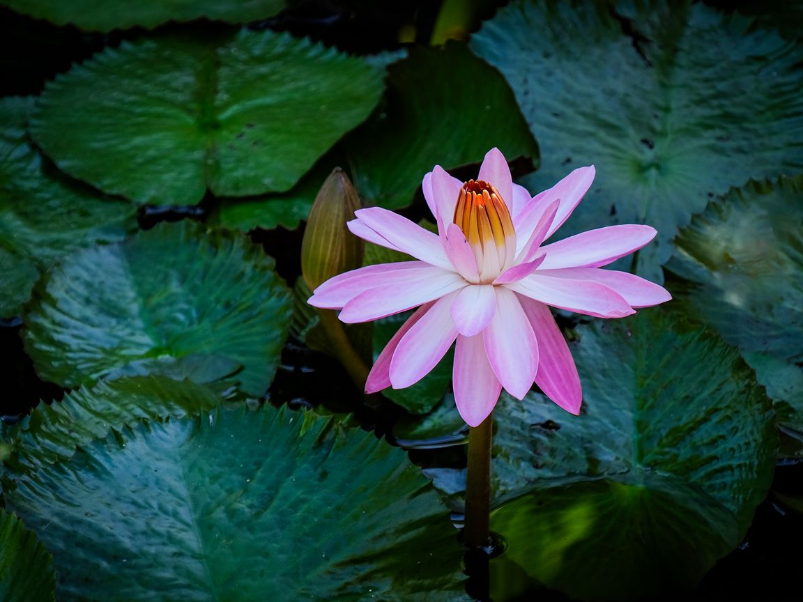 1152x864 Wallpaper lotus, water lily, flower, petals, pink, leaves