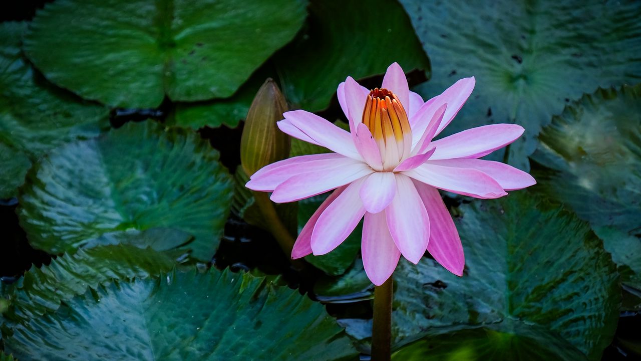 Wallpaper lotus, water lily, flower, petals, pink, leaves