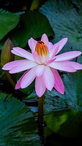 Preview wallpaper lotus, water lily, flower, petals, pink, leaves