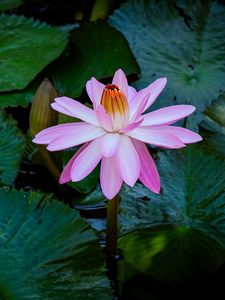 Preview wallpaper lotus, water lily, flower, petals, pink, leaves