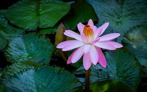 Preview wallpaper lotus, water lily, flower, petals, pink, leaves
