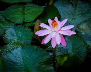 Preview wallpaper lotus, water lily, flower, petals, pink, leaves