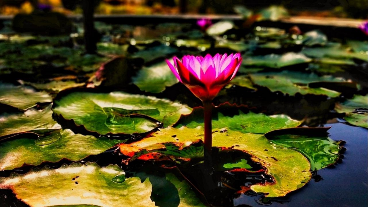 Wallpaper lotus, water lily, flower, water, leaves