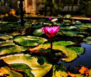 Preview wallpaper lotus, water lily, flower, water, leaves
