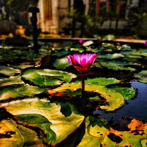 Preview wallpaper lotus, water lily, flower, water, leaves