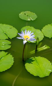 Preview wallpaper lotus, water lily, flower, petals, water