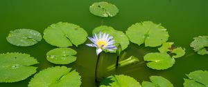 Preview wallpaper lotus, water lily, flower, petals, water