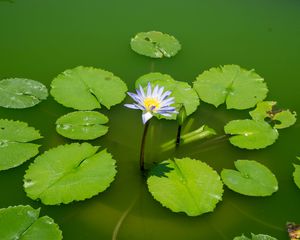 Preview wallpaper lotus, water lily, flower, petals, water