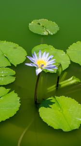 Preview wallpaper lotus, water lily, flower, petals, water