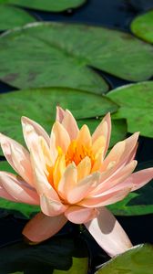 Preview wallpaper lotus, water lily, pond, leaves, flowers