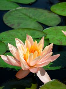 Preview wallpaper lotus, water lily, pond, leaves, flowers