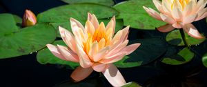 Preview wallpaper lotus, water lily, pond, leaves, flowers