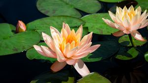 Preview wallpaper lotus, water lily, pond, leaves, flowers