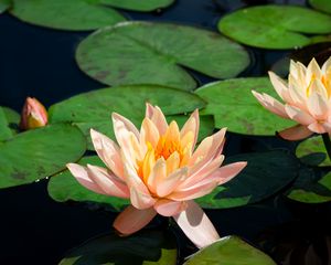 Preview wallpaper lotus, water lily, pond, leaves, flowers