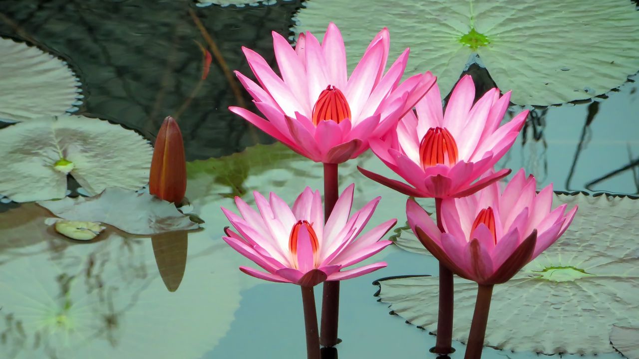 1280x720 Wallpaper lotus, water lily, water