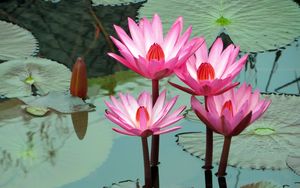Preview wallpaper lotus, water lily, water