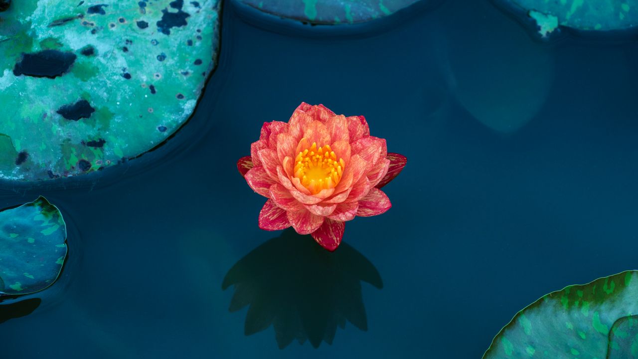Wallpaper lotus, water lily, water, petals, leaves