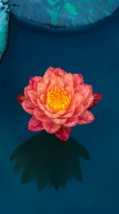 Preview wallpaper lotus, water lily, water, petals, leaves
