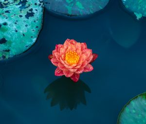 Preview wallpaper lotus, water lily, water, petals, leaves