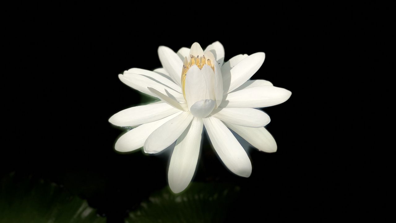 Wallpaper lotus, white, bloom, dark background