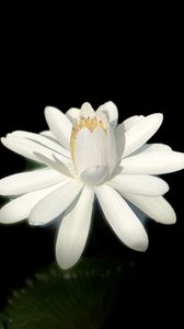 Preview wallpaper lotus, white, bloom, dark background