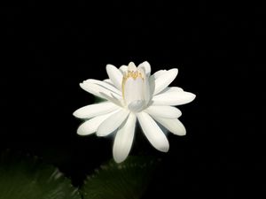 Preview wallpaper lotus, white, bloom, dark background