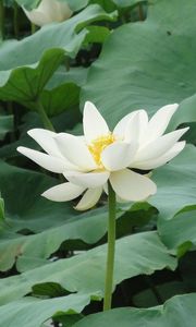 Preview wallpaper lotus, white, leaves, herbs