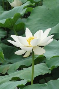 Preview wallpaper lotus, white, leaves, herbs