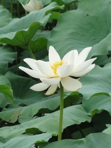 Preview wallpaper lotus, white, leaves, herbs