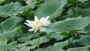 Preview wallpaper lotus, white, leaves, herbs