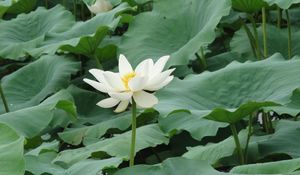 Preview wallpaper lotus, white, leaves, herbs