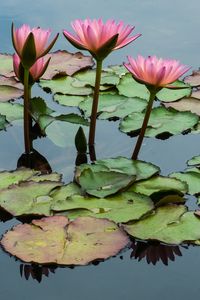 Preview wallpaper lotuses, flowers, leaves, pond, petals