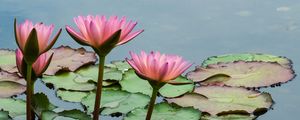 Preview wallpaper lotuses, flowers, leaves, pond, petals