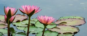 Preview wallpaper lotuses, flowers, leaves, pond, petals