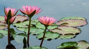 Preview wallpaper lotuses, flowers, leaves, pond, petals