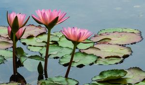 Preview wallpaper lotuses, flowers, leaves, pond, petals