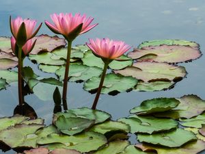 Preview wallpaper lotuses, flowers, leaves, pond, petals