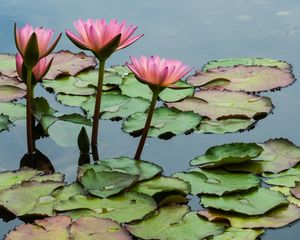 Preview wallpaper lotuses, flowers, leaves, pond, petals