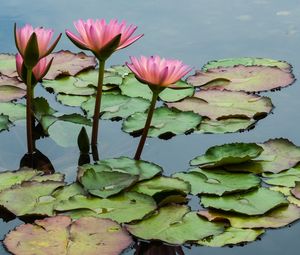 Preview wallpaper lotuses, flowers, leaves, pond, petals