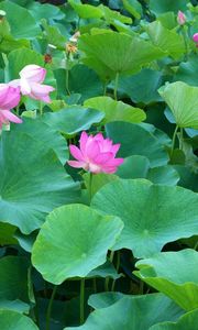 Preview wallpaper lotuses, herbs, leaves, many