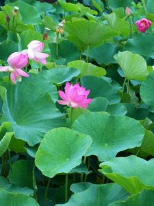 Preview wallpaper lotuses, herbs, leaves, many