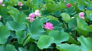 Preview wallpaper lotuses, herbs, leaves, many