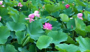 Preview wallpaper lotuses, herbs, leaves, many