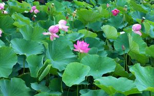 Preview wallpaper lotuses, herbs, leaves, many