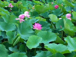 Preview wallpaper lotuses, herbs, leaves, many